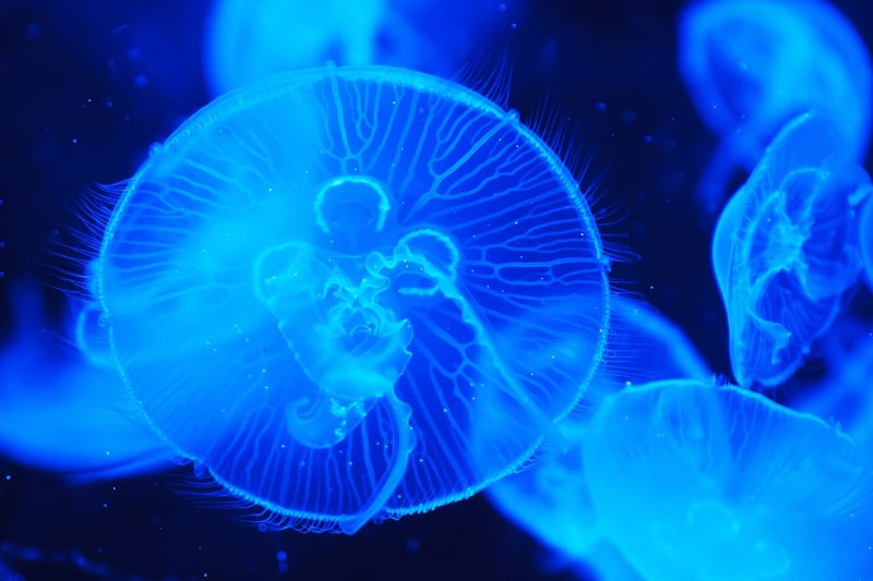 Bioluminescent Jellyfish